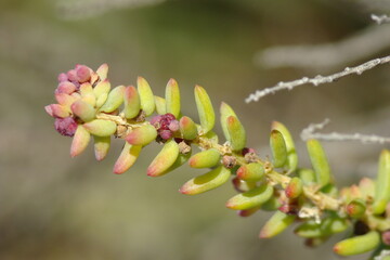 Shrubby Sea-Blite (Suaeda vera)