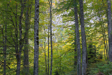 Obraz premium forest in the morning