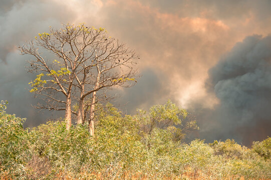 boab tree in path of bush fire and smoke filled sky
