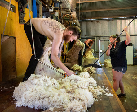 Young shirtless man shearing sheep