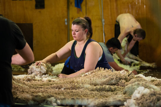 Young woman wool classing in shearing shed