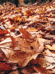 autumn leaves on the ground