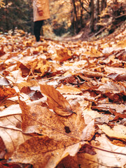 autumn leaves on the ground with a woman standing behind