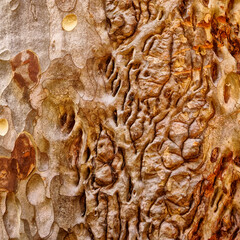 Textura de tronco