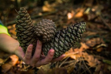 hand with dried pine cones in autumn