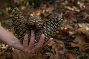 hand with dried pine cones in autumn