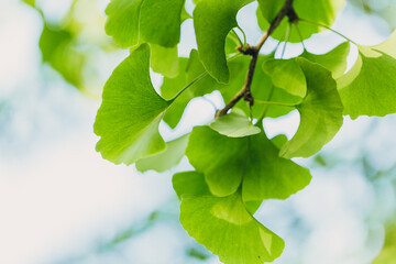 Close-up brightly wet green leaves of Ginkgo tree (Ginkgo biloba), known as ginkgo or gingko in soft focus against background of blurry foliage.