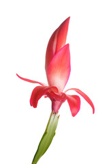 Red Christmas cactus