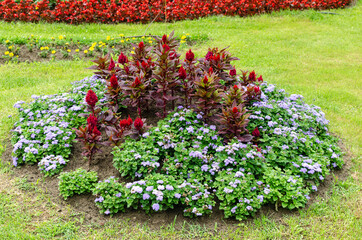 Different sorts of decorative garden flowers in blossom with lush green leaves