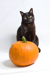 HALLOWEEN concept - black cat sitting behind a pumpkin, autumn is here.A black cat with green eyes sitting behind a pumpkin in front of a white background.
