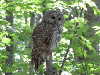 Barred Owl on branch