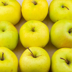 Multitude of yellow colored apples