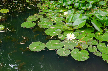 Water lilies surrounded with lush green leaves in a pond