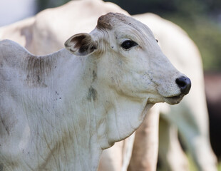 Fototapeta premium portrait of a calf