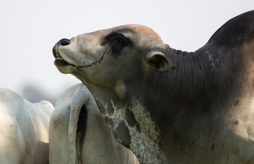 head of a bull