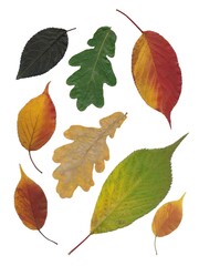 multicolor various leaves at autumn as arrangement