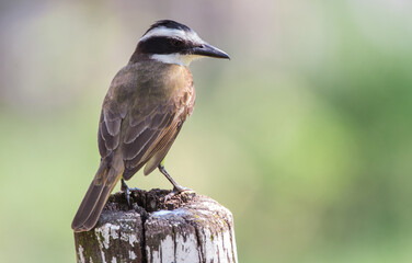 portrait of a Great Kiskadee