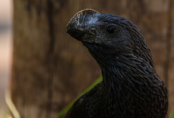close up of a bird