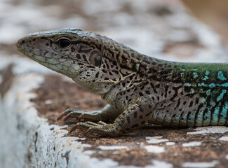 lizard on a rock