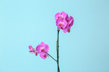 Beautiful orchid flowers on color background