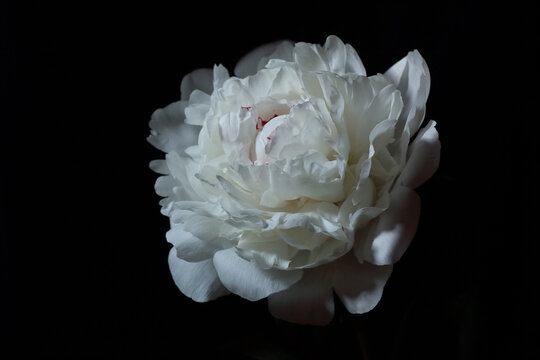 Peony isolated on black background, dark moody floral composition in baroque artistic rembrandt lighting style, vertical, art design concept