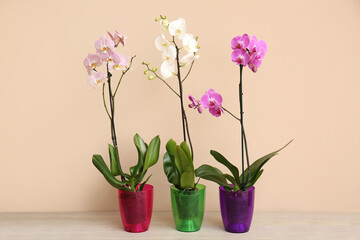 Fototapeta na wymiar Beautiful orchid plants on table against color background