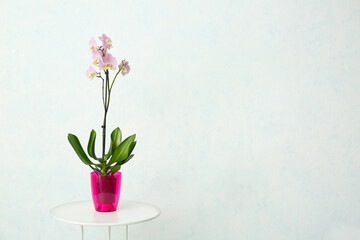 Naklejka na ściany i meble Beautiful orchid plant on table against light background