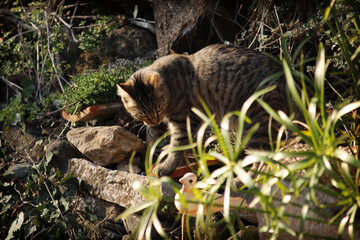 Chat en chasse