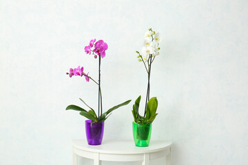 Beautiful orchid plants on table against light background