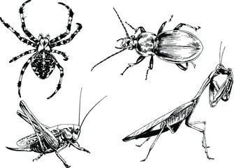 vector drawings sketches different insects bugs Scorpions spiders drawn in ink by hand , objects with no background	