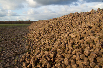 Heap of Sugar beet in autumn after harvest under blue sky with clouds