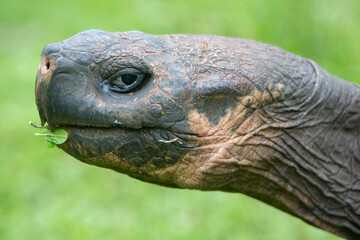 Fototapeta premium Giant Galapagos land turtle