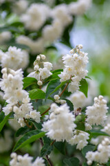Deutzia scabra fuzzy pride of rochester white flowers in bloom, crenate flowering plants, shrub branches with green leaves
