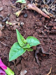 plant in soil