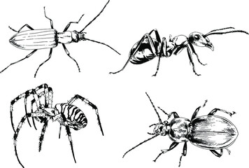 vector drawings sketches different insects bugs Scorpions spiders drawn in ink by hand , objects with no background