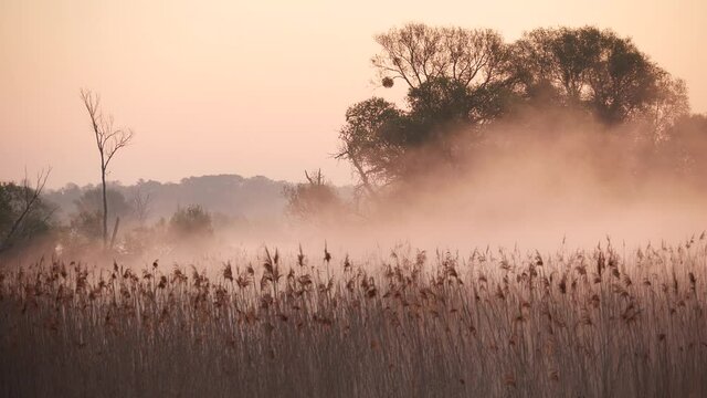Stimmungsvoller Morgennebel &uuml;ber Flusslandschaft in Brandenburg