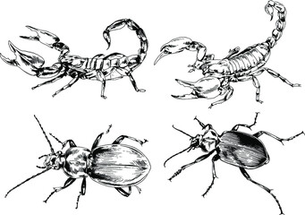 vector drawings sketches different insects bugs Scorpions spiders drawn in ink by hand , objects with no background