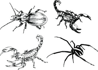 vector drawings sketches different insects bugs Scorpions spiders drawn in ink by hand , objects with no background