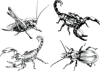 vector drawings sketches different insects bugs Scorpions spiders drawn in ink by hand , objects with no background