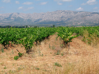 wine landscape and viticulture in Provence, France
