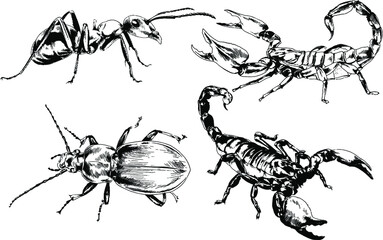 vector drawings sketches different insects bugs Scorpions spiders drawn in ink by hand , objects with no background