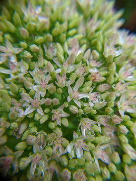 close up of a plant