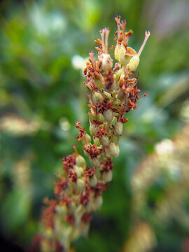 red currant bush