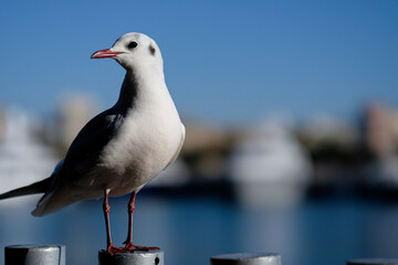 gaviota