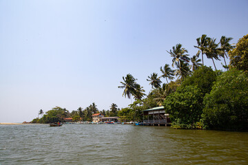 Palm trees stand on the banks of the river in the tropical forest.