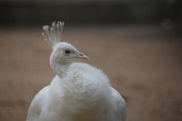 close up of a white pigeon