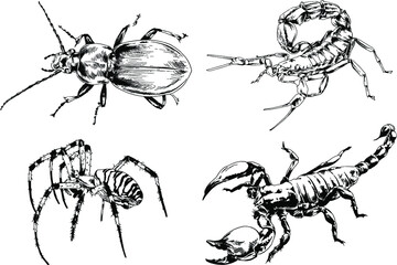 vector drawings sketches different insects bugs Scorpions spiders drawn in ink by hand , objects with no background