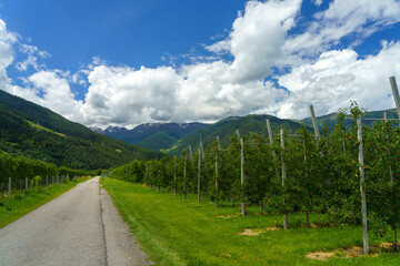 Summer landscape along the cycleway of the Venosta valley
