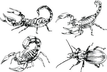 vector drawings sketches different insects bugs Scorpions spiders drawn in ink by hand , objects with no background