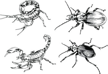 vector drawings sketches different insects bugs Scorpions spiders drawn in ink by hand , objects with no background